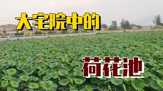 晉北1500年古村落，除了豪華的地主大院，竟然有這麽大一片荷花！？#生活 #農村 #鄉村 #旅行 #旅遊