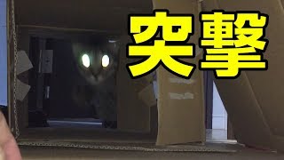 突進してくる猫にビビった