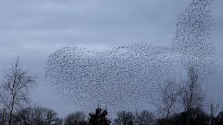 Starlings at Ibsley 23Dec2019