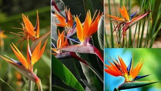 39 The Most Beautiful Strelitzia reginae flower | DIY Gardening