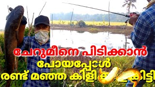 ഒരു 🎣ഒന്നൊന്നര ചേറുമീൻ /kerala snakehead fishing