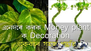 Money Plant তত এইটো এবাৰ হ'লেও try কৰি চাওক//Money plant ৰ Decoration কেনেদৰে কৰিব? #gardening