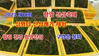 경남 함양여행 심봤다 산삼캐기 체험\u0026 건강한 기운이 넘쳐나는 건강을 찾는 함양산삼축제  ＃국내여행 ＃경남함양여행 ＃함양산삼축제 ＃상림공원 ＃필봉산