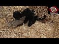 Brocc The Mink And Onsa The Lurcher Catch 63 Rats