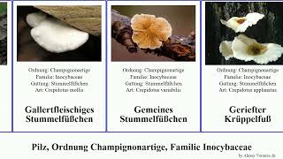 Pilz, Ordnung Champignonartige, Familie Inocybaceae stummelfüßchen risspilz fungus Inocybe Kleines