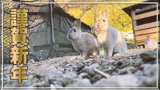 三重で見たウサギと初日の出と七里御浜海岸　2023年もよろしくお願いいたします