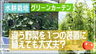 【水耕栽培】１つの装置に2種類の野菜を植えても大丈夫？　グリーンカーテン　トマトとミニカボチャ　ミニトマトと小玉スイカ　で育てるグリーンカーテンの紹介