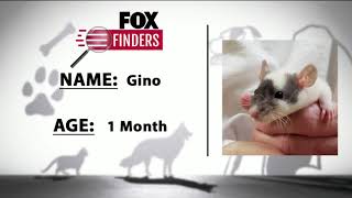 FOX Finders Pet Finder - Gino