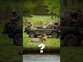 Why lion do not attack safari vehicle?  #shorts #viral #facts #knowledge #unknownfacts