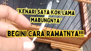 CARA RAWAT KENARI MABUNG AGAR CEPET TUNTAS! CEPAT BUNYI LAGII!!