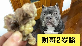 恶霸犬，六甲又进医院了，发财今天的生日只能凑合一下