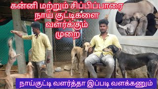 கன்னி மற்றும் சிப்பிப்பாறை நாய் குட்டிகளை வளர்க்கும் முறை // top quality puppies are available 🦮