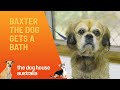 Bath Time With Baxter | The Dog House Australia | Channel 10