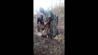 PDC APU Release Snared Duiker