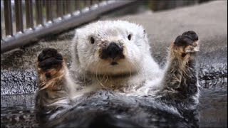 【須磨海浜水族園】回る回るラッキーの毛づくろい【ラッコ】