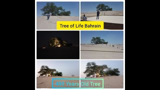 Trip to Tree of Life Bahrain/ ബഹ്റൈനിലെ മര മുത്തശ്ശിയുടെ വിശേഷങ്ങള്‍/ #treeoflife #bahrain #400years