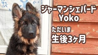 【ジャーマンシェパード】子犬迎えて１ヶ月経ちました！[German Shepherd] A month has passed since our puppy came!