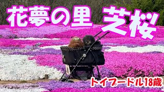 【花夢の里】18歳トイプードルと一緒に芝桜を見に行きました！＃シニア犬 ＃芝桜