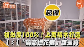 相似度100%！上萬積木打造 1：1「樂高梅花鹿」超逼真｜TVBS新聞｜擠看看 @TVBSNEWS01