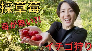 【在台湾採草莓】沒有草莓?!イチゴ狩りでイチゴがない!!!返金なしの前払い〜笑