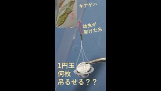 キアゲハ糸の強さしらべ