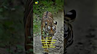 Nayagan meendum vara song // tiger mass entry // motivation quotes // tamil whatsapp status //