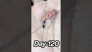 Nemo Copper Galaxy Betta Transformation | Mutation process of Betta ❤️ Day 10-120