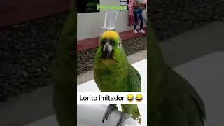 El loro canta corre de Jesse y joy😱  #birds  #loros  #tendencias