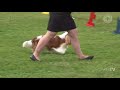 live tuxedo park kennel club all breed show