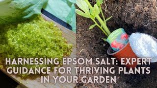 Harnessing Epsom Salt: Expert Guidance for Thriving Plants in Your Garden