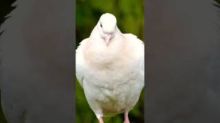 dove bird Dove of peace #birds #nature #forest @daddyRAMBOW