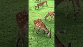 奈良公園で調査中鹿の一号ちゃん。首輪を付けてる実感あるのかな？　#shorts   #奈良公園　#奈良の鹿　#deer