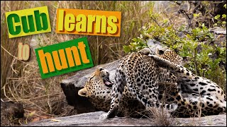 Mom leopard teaching cub how to hunt