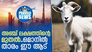 ഒന്നും രണ്ടുമല്ല, അഞ്ച ലക്ഷം വില; ഒമാനിലെ താരമായി മാറിയ ആട്  | Gulf News