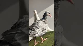 Kabootar bazi #pigeon #kabootar