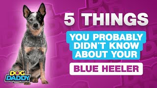 5 Things You Probably Didn't Know About Your Blue Heeler