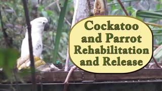 Cockatoo and Parrot Rehabilitation and Release 2017