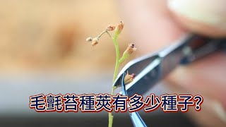 毛氈苔種莢有多少種子？【2023/10/22】