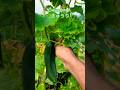 Harvesting cucumber in Japan. #lifeinjapan #farminginjapan #suemo_garden #organicfarming #きゅうり