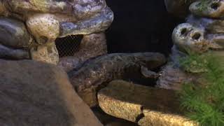 WNC Nature Center- Hellbenders