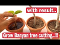 How to grow Banyan tree - Update, how to grow Banyan tree from Cutting