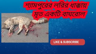 #শ্যামপুরে_পথ_দুর্ঘটনায়_ মৃত পশ্চিমবঙ্গের রাজ্য প্রাণী বাঘরোল, ঘটনাটি ঘটেছে দেউলী বকুলতলা এলাকায়।