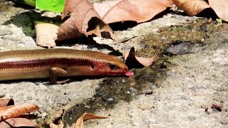 水分補給をするニホントカゲ（水を飲むトカゲ）