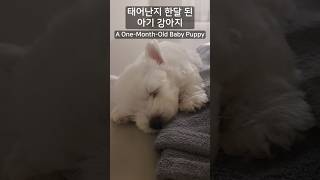 태어난지 한달된 아기강아지 #멍탄생한달 #westie #puppy #pets #gooddogs #반려견 #강아지 #댕댕이 #반려동물 #강아지브이로그