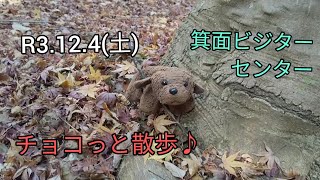 箕面ビジターセンターの紅葉☆11.チョコっと散歩♪