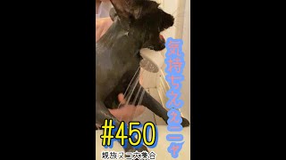 親族ヌコ大集合😸気持ちえぇニャ〜😸《ヌコっちゃんネル》#450毎日の癒しネコ動画をショートムービーでご覧あれ😸#Shorts #youtubeショート