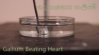 හද ගැහෙන ගැලියම් - Gallium Beating Heart