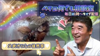 飼育の悩み一緒に解決しましょ♬【2021年12月22日】ベタの何でも相談室