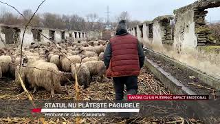 Statul nu plătește pagubele produse de câini comunitari