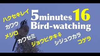 野鳥観察・ハクセキレイ・カワウ・メジロ・カワセミ・ジョウビタキ♀・シジュウカラ・コゲラ・野鳥の動画・5 minutes birdwatching #16